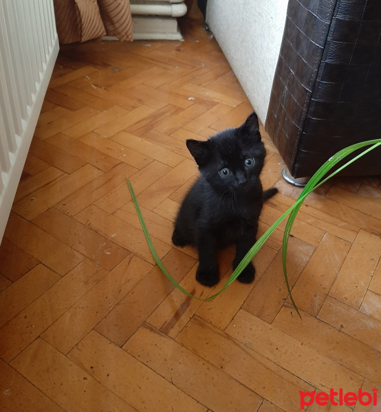 Tekir Kedi, Kedi  1,5 aylık minikler fotoğrafı