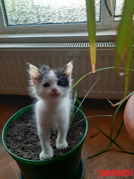 Tekir Kedi, Kedi  1,5 aylık minikler fotoğrafı