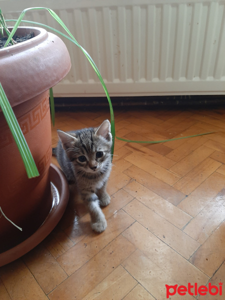 Tekir Kedi, Kedi  1,5 aylık minikler fotoğrafı