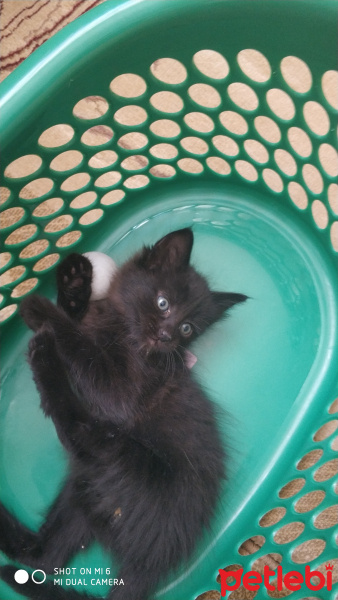 Tekir Kedi, Kedi  Gece fotoğrafı