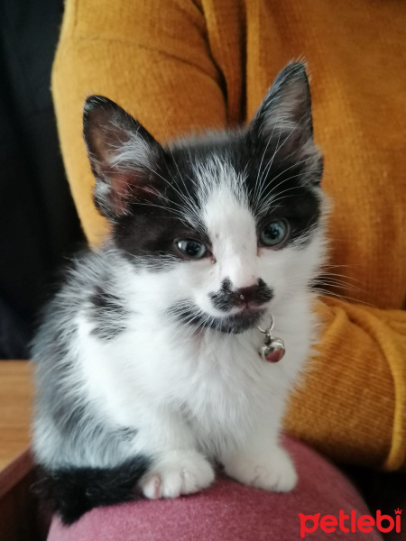 Tekir Kedi, Kedi  umut fotoğrafı