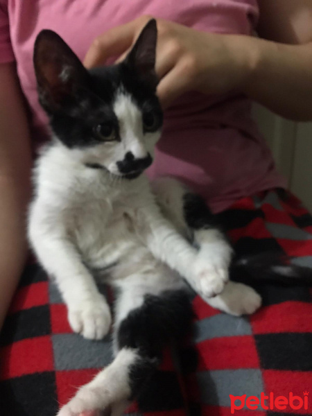 Tekir Kedi, Kedi  umut fotoğrafı