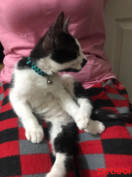 Tekir Kedi, Kedi  umut fotoğrafı