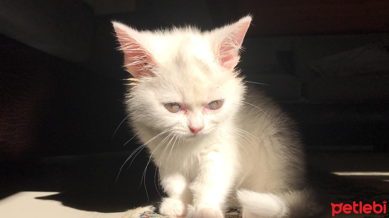 British Shorthair, Kedi  Mia fotoğrafı