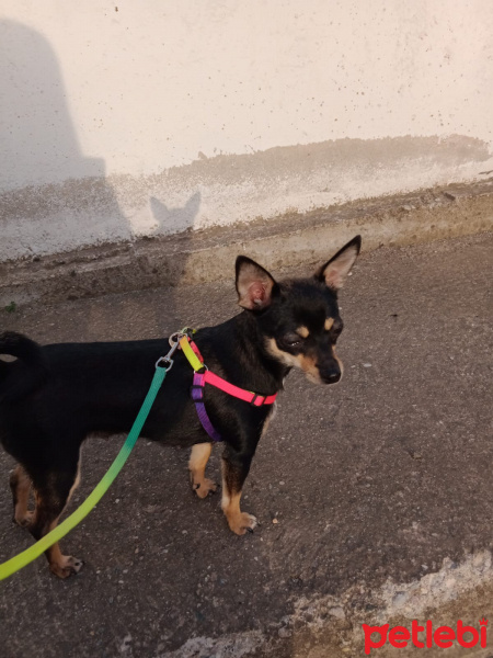 Chihuahua, Köpek  Lesi fotoğrafı