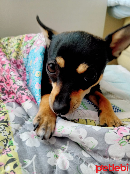 Chihuahua, Köpek  Lesi fotoğrafı