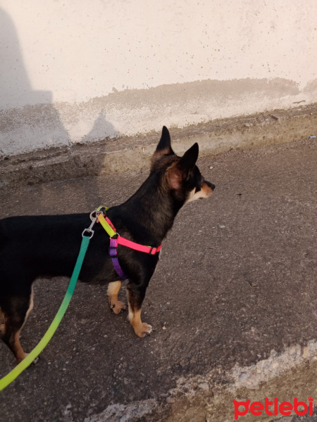 Chihuahua, Köpek  Lesi fotoğrafı
