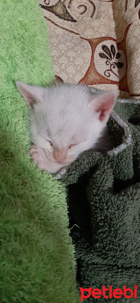 Ankara Kedisi, Kedi  Pamuk fotoğrafı
