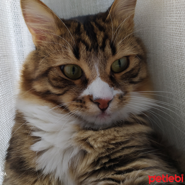 Tekir Kedi, Kedi  Ponçik fotoğrafı