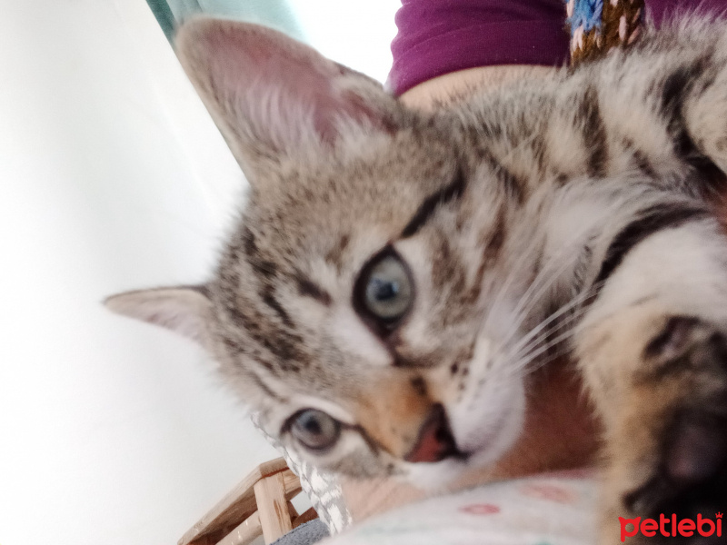 Tekir Kedi, Kedi  Boncuk fotoğrafı