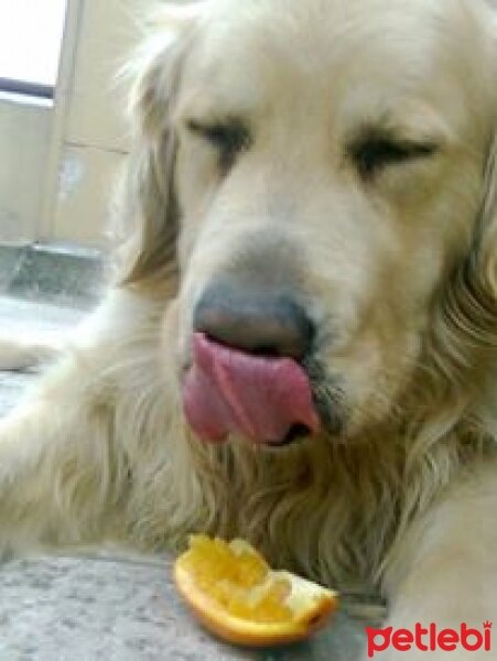 Golden Retriever, Köpek  Köpük fotoğrafı