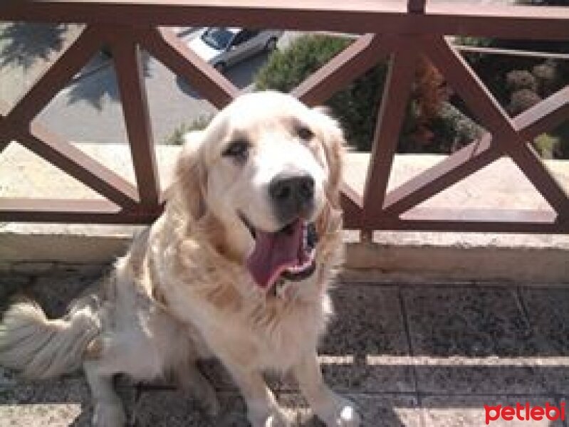 Golden Retriever, Köpek  Köpük fotoğrafı