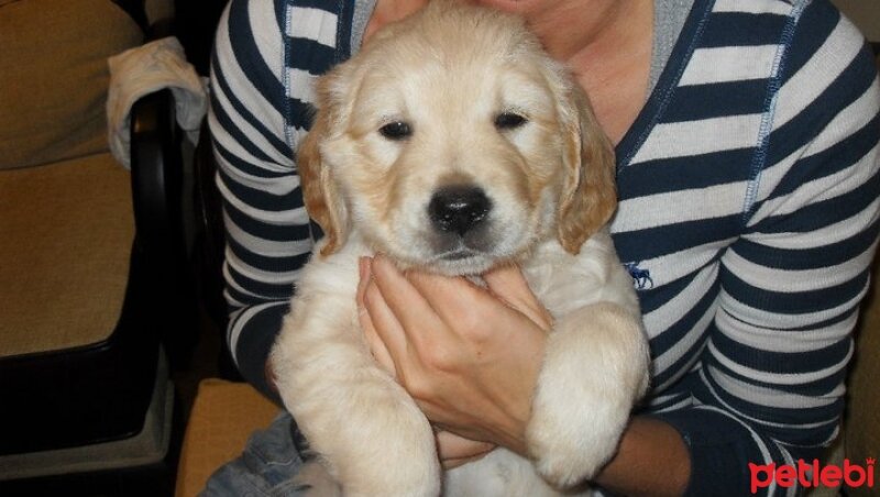 Golden Retriever, Köpek  Köpük fotoğrafı