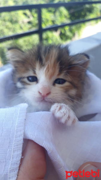 Tekir Kedi, Kedi  simba fotoğrafı