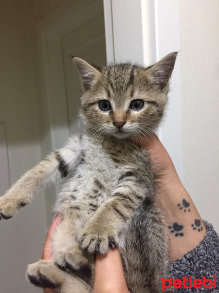 Tekir Kedi, Kedi  Umut fotoğrafı