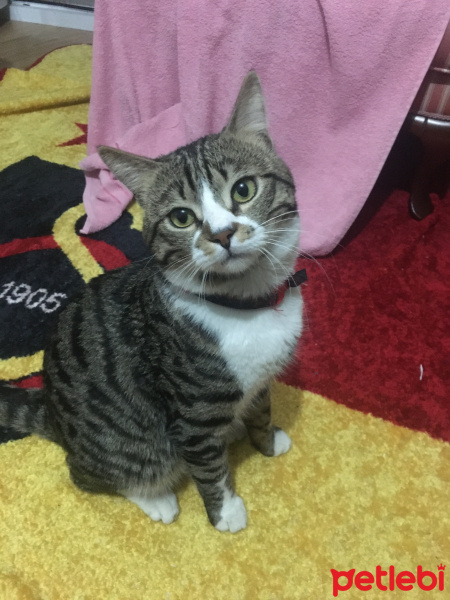American Shorthair, Kedi  Lemlebi fotoğrafı
