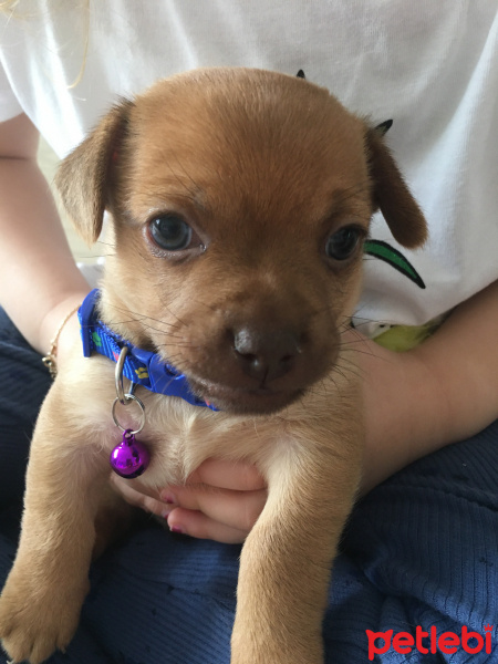 Chihuahua, Köpek  LEO fotoğrafı