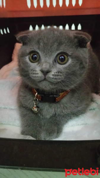 Scottish Fold, Kedi  Müezza fotoğrafı
