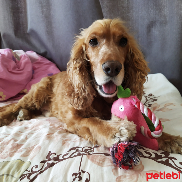İngiliz Cocker Spaniel, Köpek  Cookie fotoğrafı