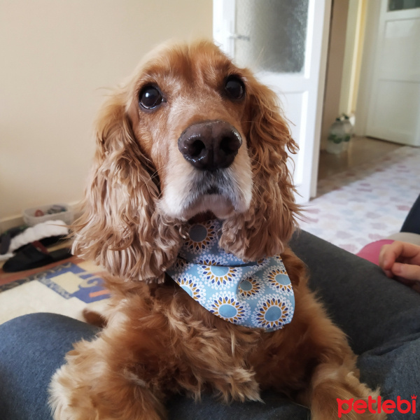 İngiliz Cocker Spaniel, Köpek  Cookie fotoğrafı