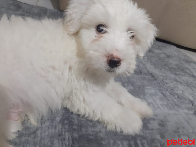 Maltese, Köpek  Rio fotoğrafı