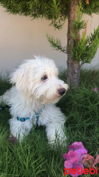 Maltese, Köpek  Rio fotoğrafı