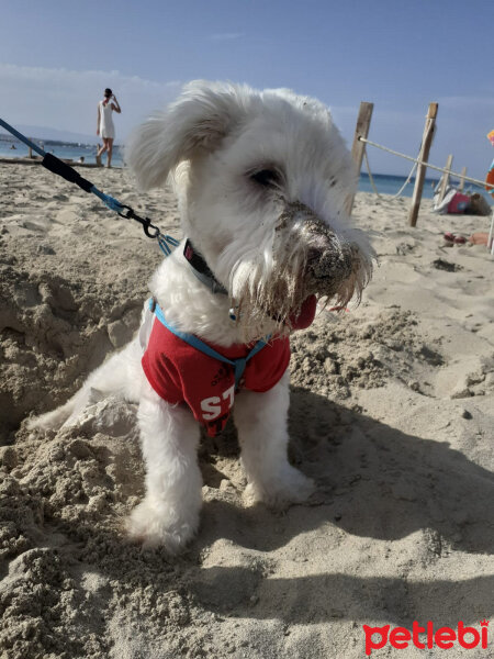 Maltese, Köpek  Rio fotoğrafı