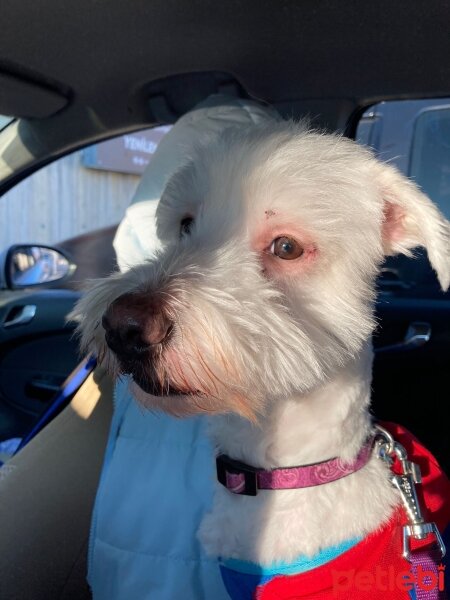 Maltese, Köpek  Rio fotoğrafı