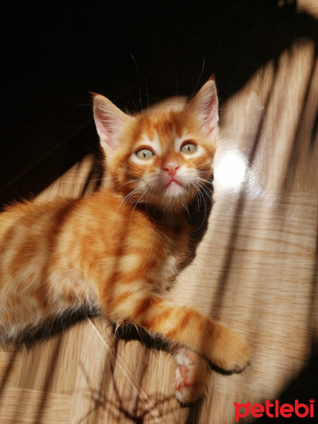 Tekir Kedi, Kedi  gazoz fotoğrafı