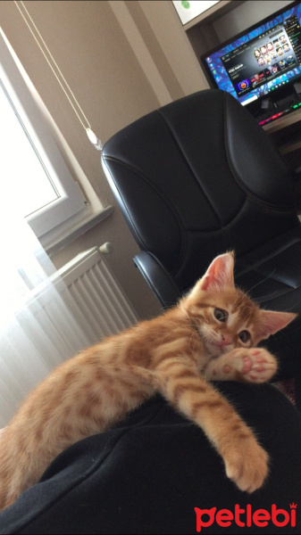 Tekir Kedi, Kedi  gazoz fotoğrafı