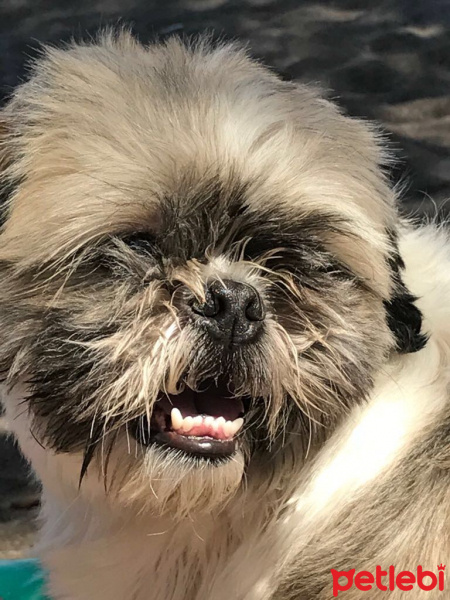 Shih Tzu, Köpek  Waffle fotoğrafı