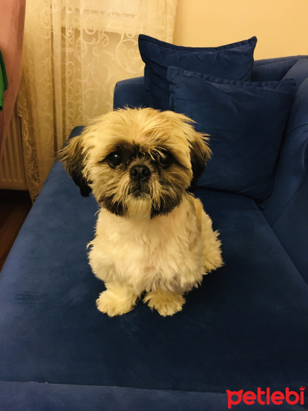 Shih Tzu, Köpek  Waffle fotoğrafı