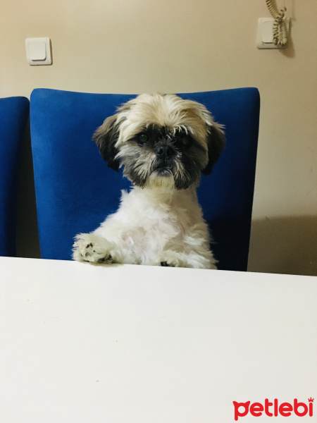 Shih Tzu, Köpek  Waffle fotoğrafı