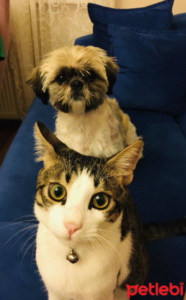 Shih Tzu, Köpek  Waffle fotoğrafı