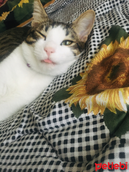 Tekir Kedi, Kedi  Minnak fotoğrafı