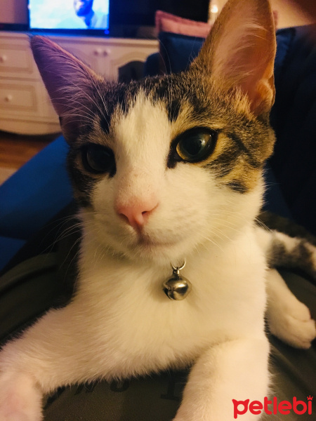 Tekir Kedi, Kedi  Minnak fotoğrafı