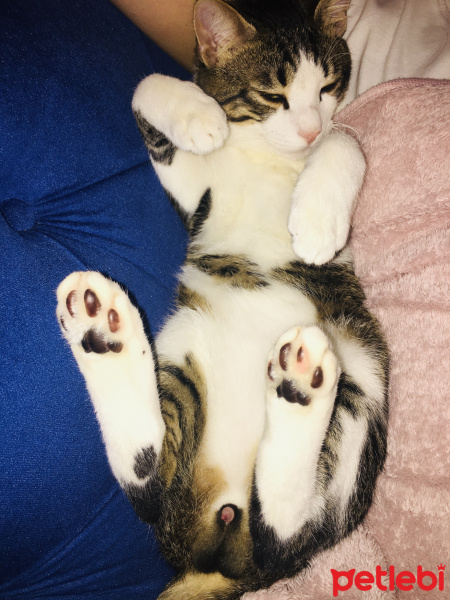 Tekir Kedi, Kedi  Minnak fotoğrafı