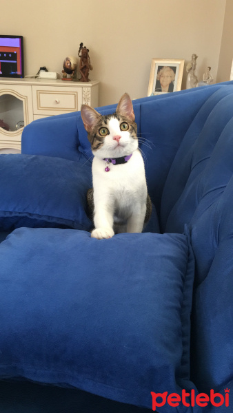 Tekir Kedi, Kedi  Minnak fotoğrafı