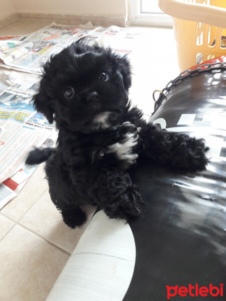 Poodle (Minyatür Kaniş), Köpek  Barney fotoğrafı