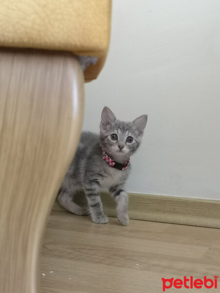 Tekir Kedi, Kedi  Miyo2 fotoğrafı