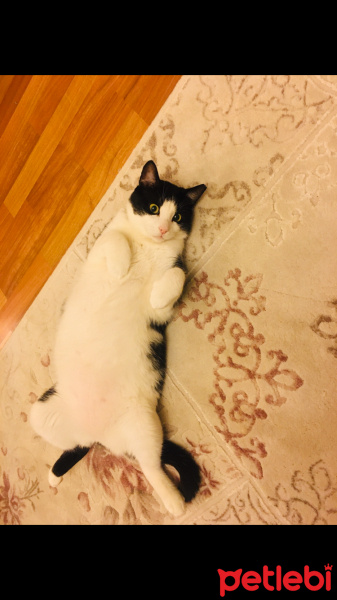 Tekir Kedi, Kedi  Mimi fotoğrafı