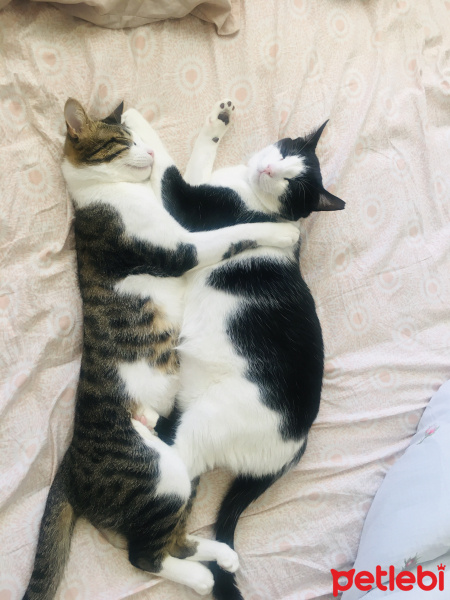 Tekir Kedi, Kedi  Mimi fotoğrafı