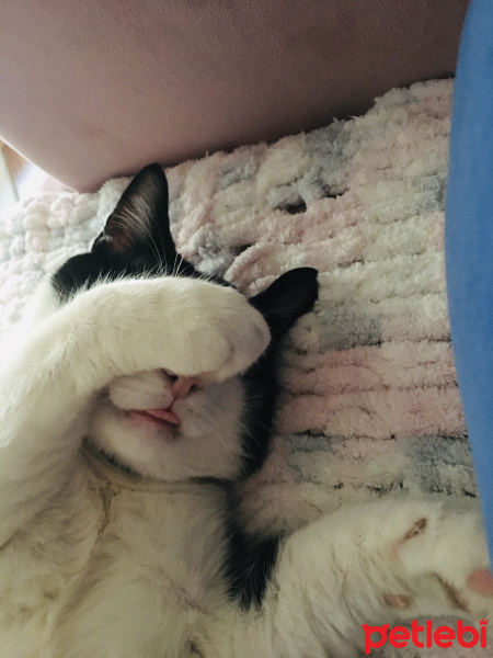 Tekir Kedi, Kedi  Mimi fotoğrafı