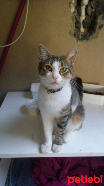 Tekir Kedi, Kedi  Cimcime fotoğrafı