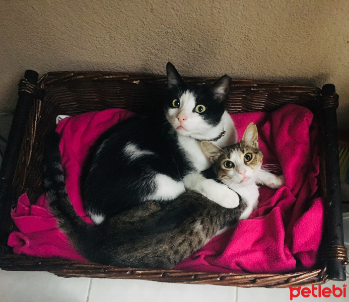 Tekir Kedi, Kedi  Cimcime fotoğrafı