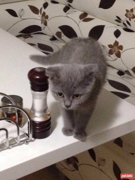 Scottish Fold, Kedi  Bıdış fotoğrafı