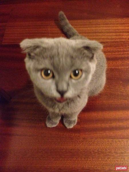 Scottish Fold, Kedi  Bıdış fotoğrafı