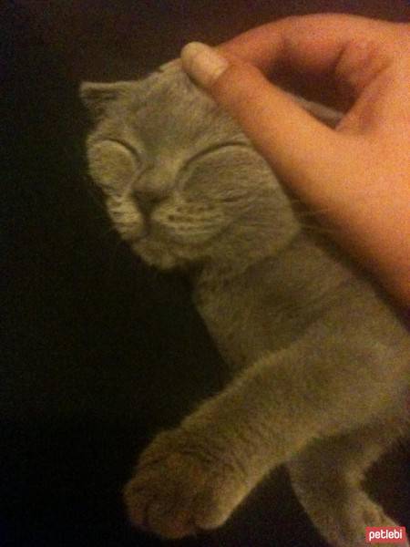 Scottish Fold, Kedi  Bıdış fotoğrafı