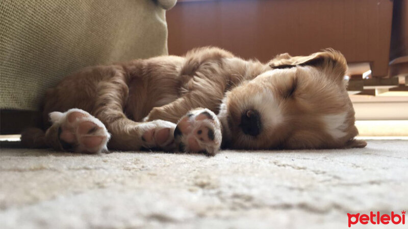 Amerikan Cocker Spaniel, Köpek  Maya fotoğrafı