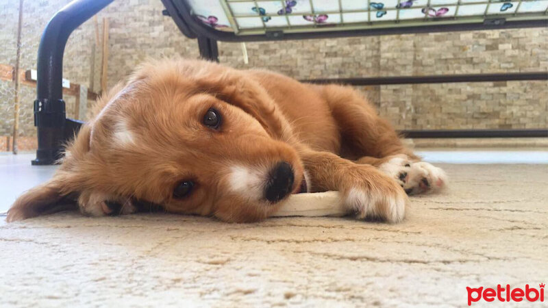 Amerikan Cocker Spaniel, Köpek  Maya fotoğrafı